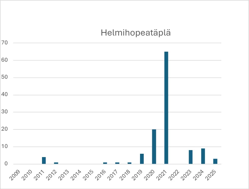 Helmihopeatäplän havainnot