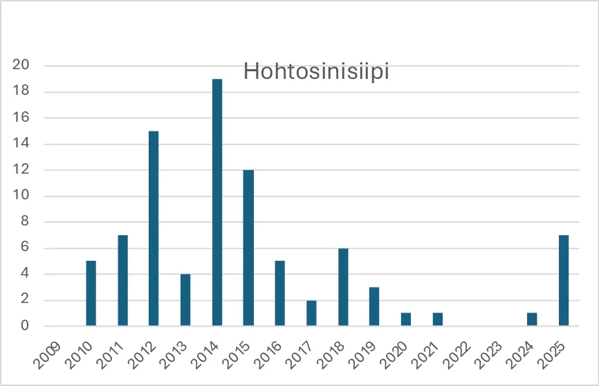 Hohtosinisiiven havainnot