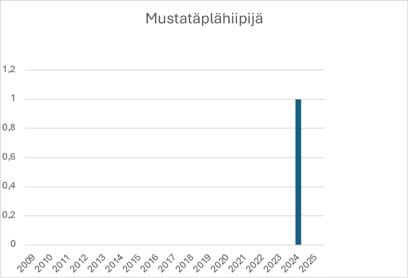 Mustetäplähiipijän havainnot